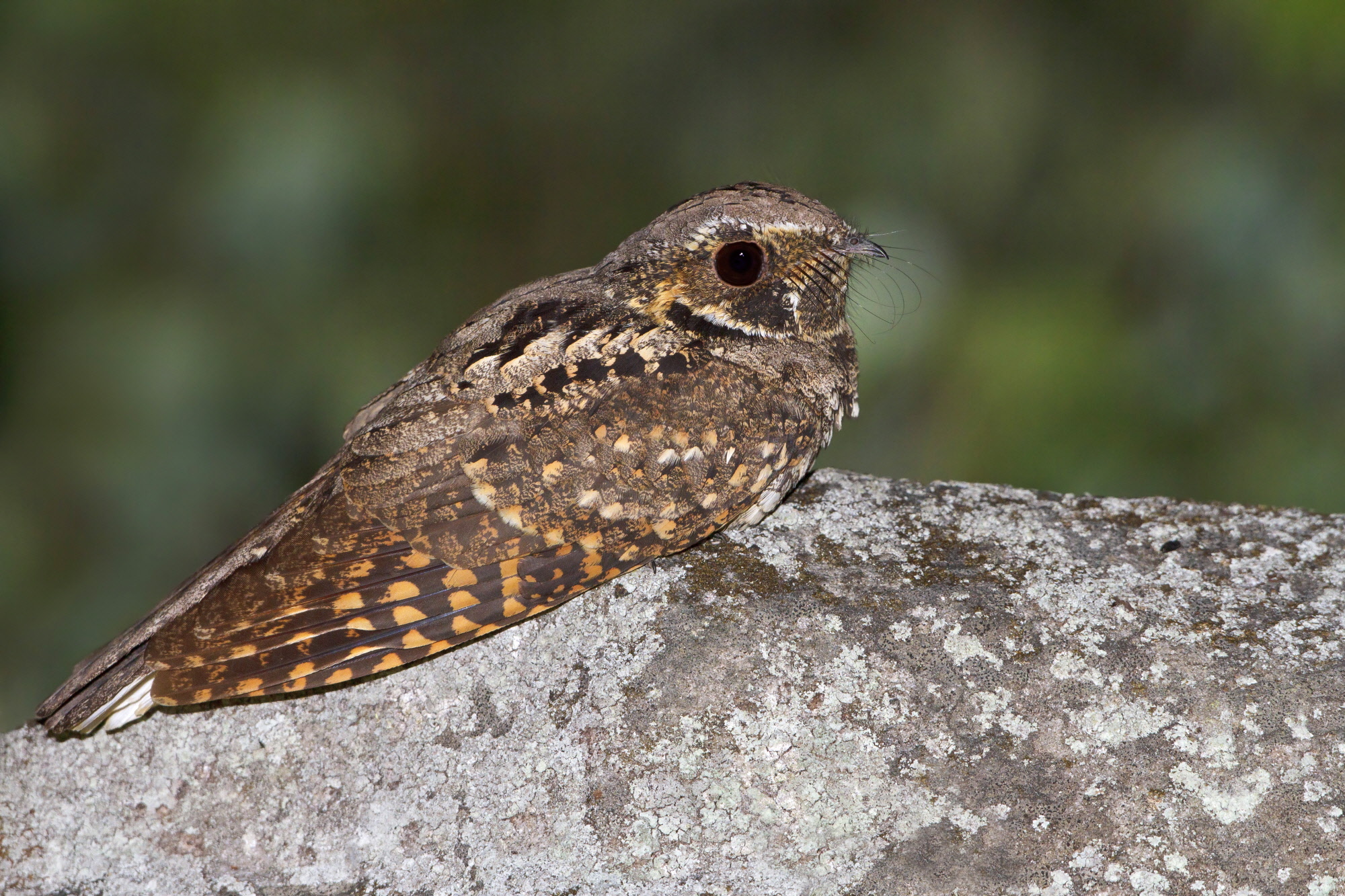 eastern-whip-poor-will-the-audubon-birds-climate-change-report